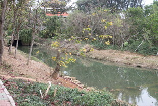 湖畔绿树环绕的自然景致