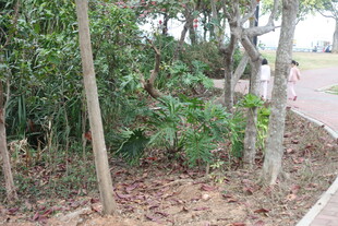 路边树林绿意盎然