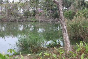 湖畔绿植环绕的静谧景致