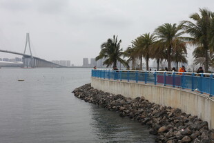 海滨风光 岸边椰树与桥梁