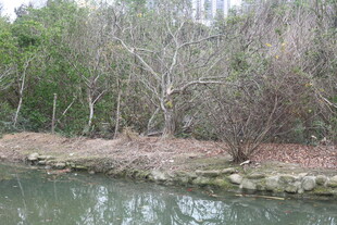 河边枯树林景观