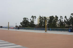 海滨步道旁的绿树景观