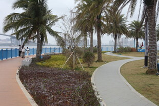 海滨椰树环绕的休闲小径