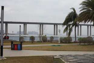 海滨栈道旁的棕榈树景观