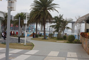 海滨步道旁的棕榈树景观