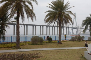 海滨棕榈树旁的跨海大桥