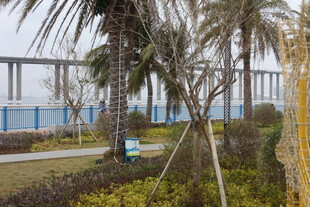 海滨桥梁旁的绿植景观