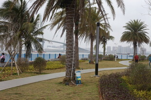 海滨椰树旁的美丽步道