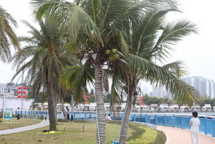 海滨椰树旁的休闲泳池