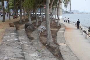 海滨椰树旁的休闲步道