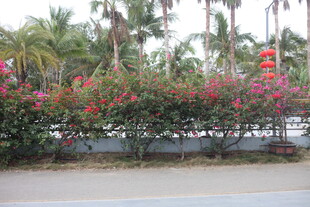 路边繁花与棕榈树景观