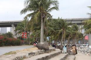 河畔椰树旁的休闲步道