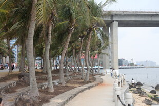 海滨椰树下的步道景观