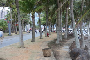 椰林环绕的休闲海滨小道