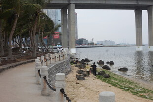 河畔桥墩下的鸟儿栖息景