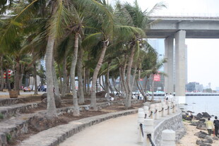 海滨椰林旁的路桥风景