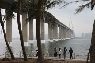 海边椰林下的大桥风景