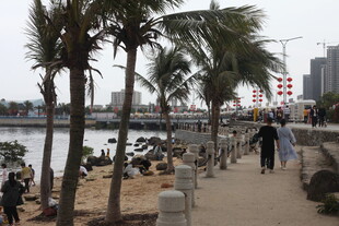 海滨步道旁的摇曳棕榈树