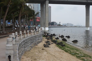 河畔桥梁下的自然景致