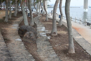 河边树木与石头景观