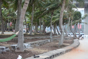 城市林荫步道景观