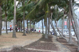 海边椰林漫步场景