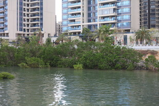 河畔高楼与繁茂绿植景观