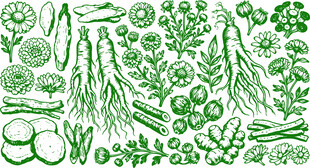 手绘绿色药材职务图案集合