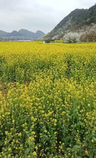 金黄油菜花海映远山
