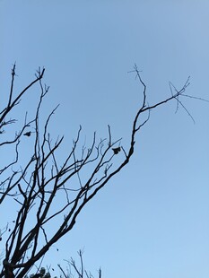 蓝天映衬下的光秃树枝