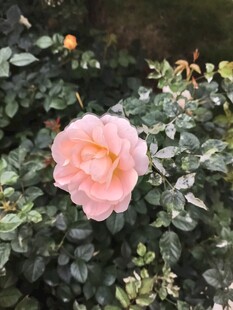 娇艳粉色月季花