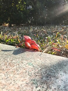 阳光下的红色果实