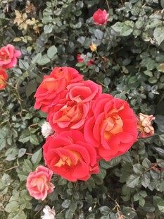 鲜艳红玫瑰绽放花丛中
