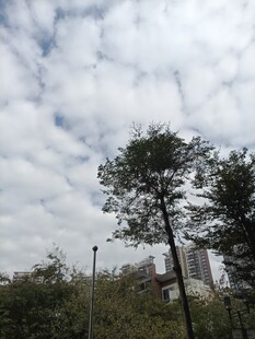 蓝天白云下的绿树景观