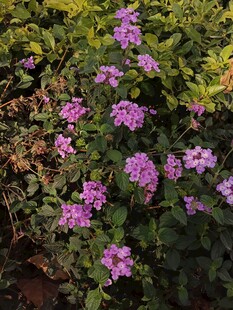 紫色小花绽放于绿叶间