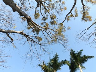 仰视树枝蓝天景观
