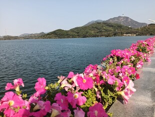 湖畔繁花绽放美景