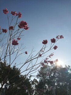 阳光下绽放的艳丽花朵