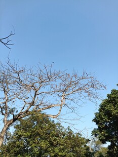 蓝天背景下的光秃树木