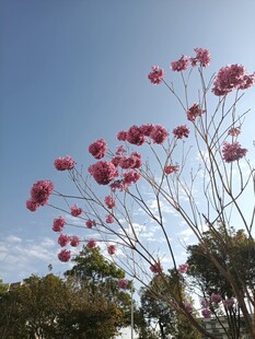 蓝天映衬下的艳红花朵