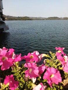 湖畔花丛美景