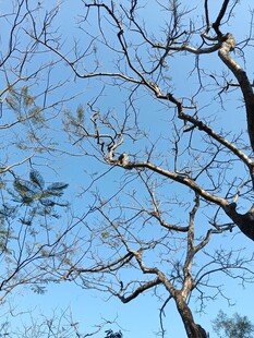 蓝天背景下的光秃树枝