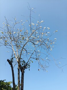 蓝天映衬下的繁花枯树