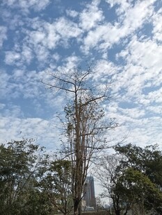 蓝天绿树间的挺拔树木