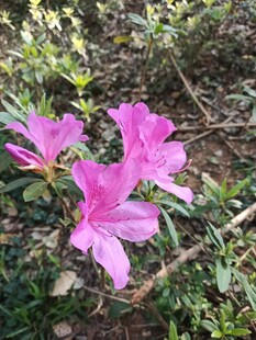 杜鹃花