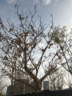 光秃树枝