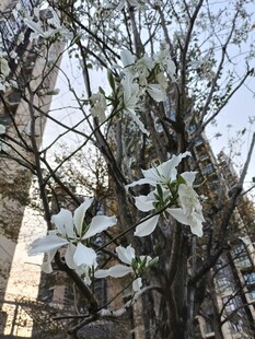 街头绽放的洁白玉兰花
