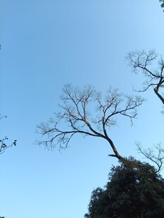 蓝天枯枝景象