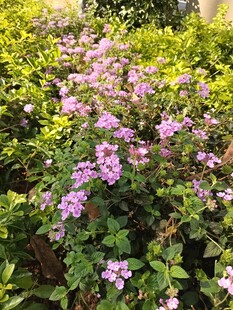 繁茂紫花植物绽放美景