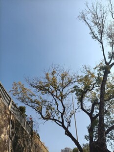 光秃树木